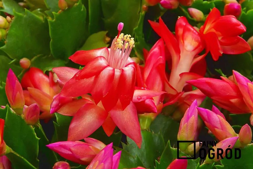 Zbliżenie na liście i kwiaty grudnika – piękno w detalu. Kaktus bożonarodzeniowy, czyli zygokaktus świetnie czuje się w doniczce o różnym podłożu. Jest to ładna roślina o ciekawych, intensywnie wybarwionych kwiatach, które wspaniale się prezentują.