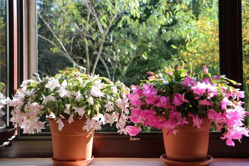 Grudnik w pełnym rozkwicie – zimowa ozdoba domu. Ciemnoróżowy i jasnoróżowy grudnik, czyli kaktus bożonarodzeniowy w doniczce, a także pielęgnacja, uprawa, zastosowanie oraz rozmnażanie rośliny