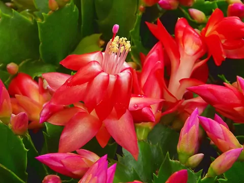 Grudnik: pielęgnacja, podlewanie, rozmnażanie