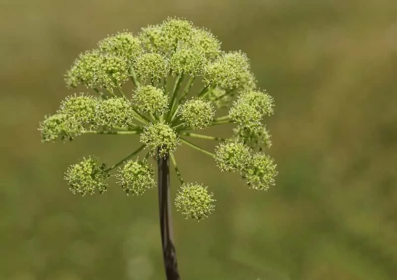 Kwiatostan arcydzięgla litwor, Archangelica officinalis - warunki uprawy, wymagania, właściwości, zastosowanie oraz działanie lecznicze - porady
