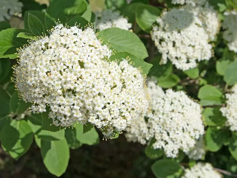 Kalina hordowina w pełnym rozkwicie – białe kwiaty tworzą efektowne czapy Kwiatostan kaliny hordowina, czy też z łac. viburnum lantana - odmiany, warunki uprawy, wymagania, stanowisko, pielęgnacja - porady