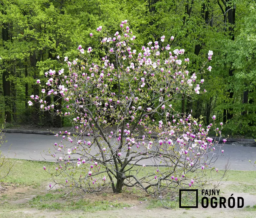 Charakterystyczne, gwiaździste kwiaty magnolii zachwycają delikatnością i kształtem Magnolia gwiaździsta wspaniale wygląda w ogrodzie. Cięcie rośliny nie jest trudne, a uprawa dość wymagająca, ale odmiany są bardzo interesujące.