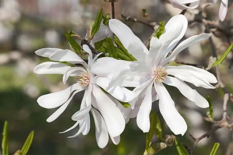 Magnolia gwiaździsta w pełnym rozkwicie – pierwsza ozdoba wiosennego ogrodu Białe kwiaty magnolii gwiaździstej rosnącej w ogrodzie, a także magnolia gwiaździsta krok po kroku, sadzenie, pielęgncja, przycinanie i wymagania