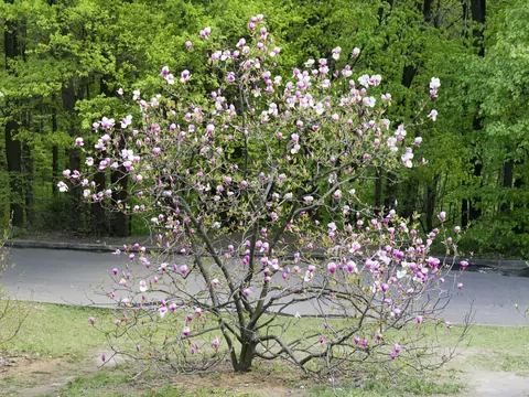 Magnolia gwiaździsta - uprawa i odmiany