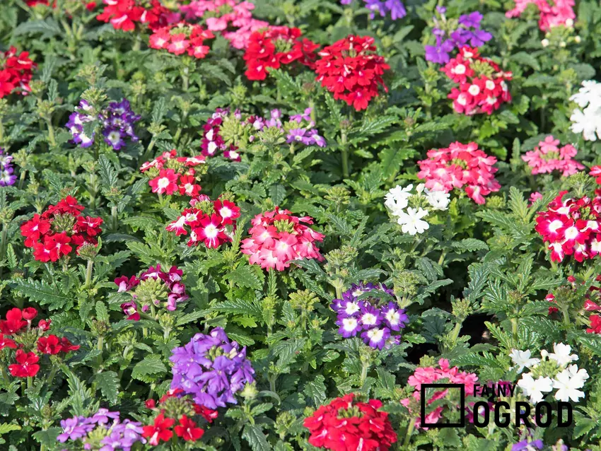 Werbena zwisająca to ciekawa roślina o walorach ozdobnych. Uprawa i pielęgnacja nie zajmują wiele czasu, roślina potrzebuje dość szczególnego stanowiska.