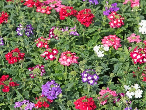 Werbena zwisająca - uprawa i pielęgnacja