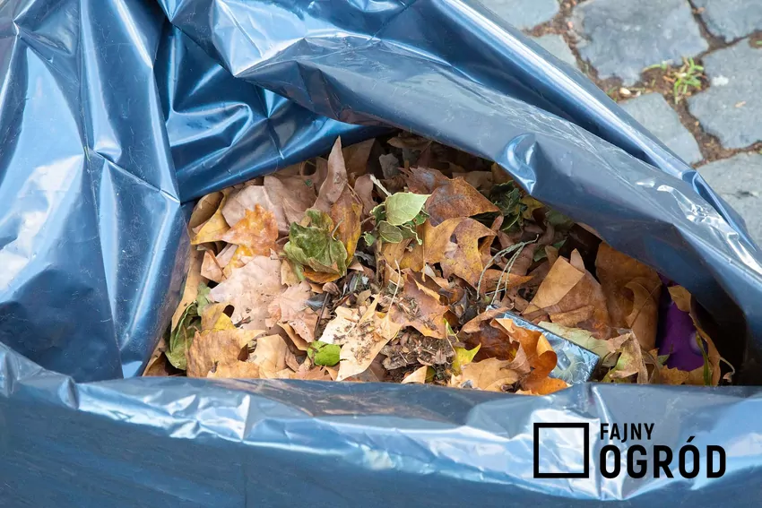 Kompostowanie w workach foliowych pozwala uzyskać gotowy nawóz już po kilku miesiącach dzięki wyższej temperaturze i ograniczonemu dostępowi tlenu Liście w worku foliowym