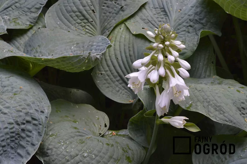 Funkia sina (Siebolda) - sadzenie, rozstawa, uprawa, pielęgnacja Funkia sina o niebieskich liściach ma ładne, białe kwiaty. Jej uprawa nie jest trudna, potrzebuje tylko ciemnego stanowiska.