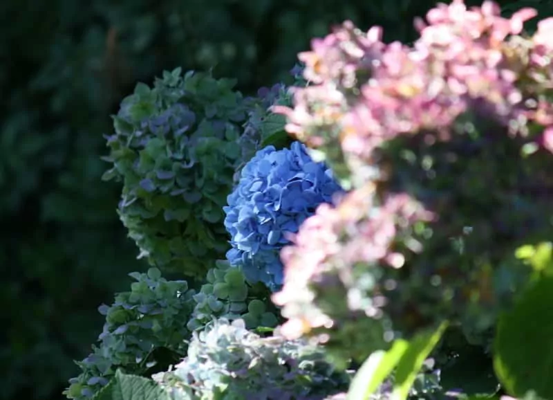 Hortenja na pniu w ogrodzie, a także szczepienie, uprawa, podlewanie, przycinanie i pielęgnacja krok po kroku
