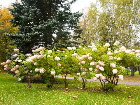 Hortensja na pniu - uprawa i pielęgnacja