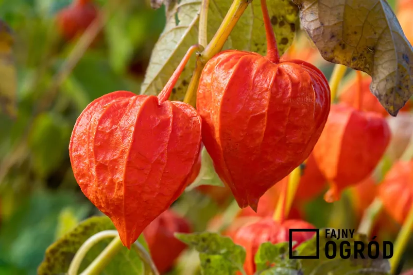 Lampiony miechunki stanowią ozdobę ogrodu do zimy Kwiaty miechunki nie są szczególnie efektowne, ale za to owoce w rozdętych osłonkach wyglądają bardzo dekoracyjnie