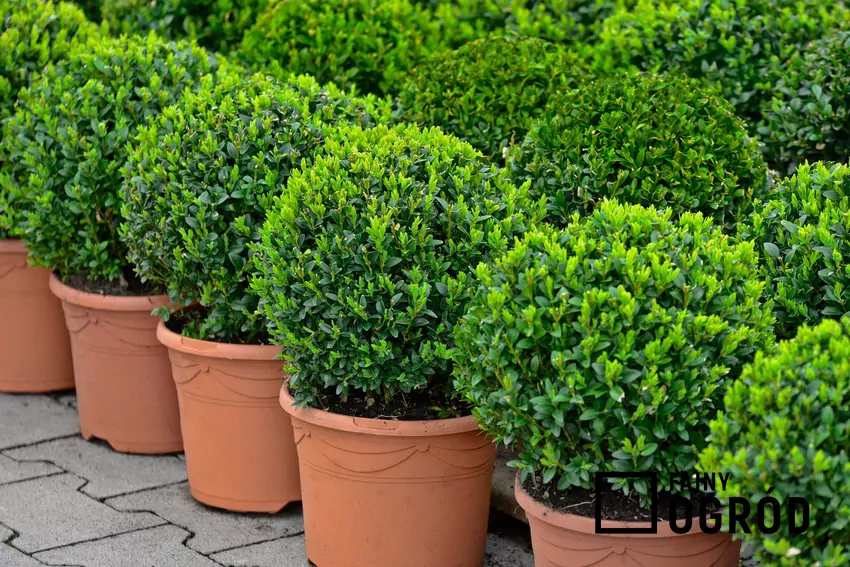 Drobne, jasne liście bukszpanu nadają ogrodowi lekkości i elegancji Bukszpan drobnolistny świetnie sprawdza się w ogrodzie. Nadaje się na żywopłot, ponieważ jego uprawa nie jest trudna