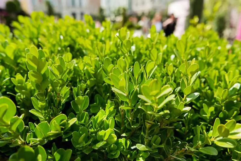 Bukszpan drobnolistny ‘Faullkner’ w pełnej krasie – idealny do niskiego żywopłotu Zielone listki bukszpanu drobnolistnego wiosną, a także bukszpan drobnolistny krok po kroku, uprawa i pielęgnacja rośliny w ogrodzie