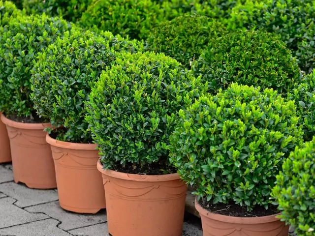 Bukszpan drobnolistny: uprawa i pielęgnacja