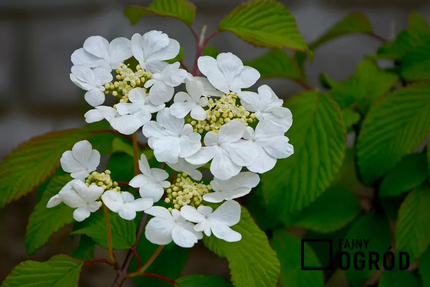 Kwiatostany o podwójnej budowie – białe zewnętrzne i zielonkawe wewnętrzne kwiaty Kwitnący krzew kaliny japońskiej w ogrodzie - pielęgnacja, uprawa, stanowisko, warunki oraz odmiany - porady