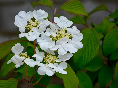 Kalina japońska - odmiany i pielęgnacja