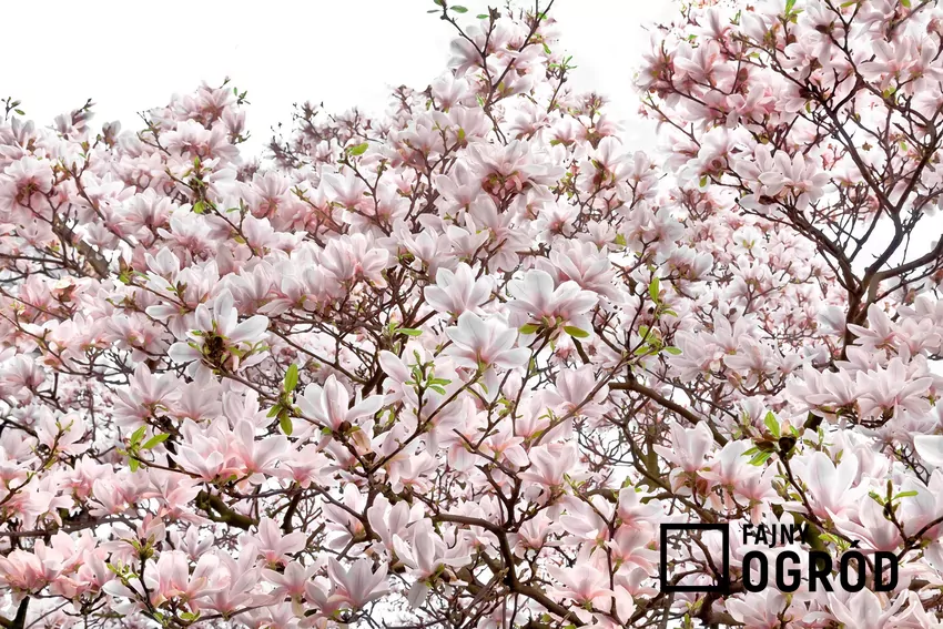 Magnolia pośrednia powinna być sadzona wiosną lub jesienią. Jej piękne kwiaty i ciekawe liście ładnie się prezentują, a rośliny mają dość spore wymagania.