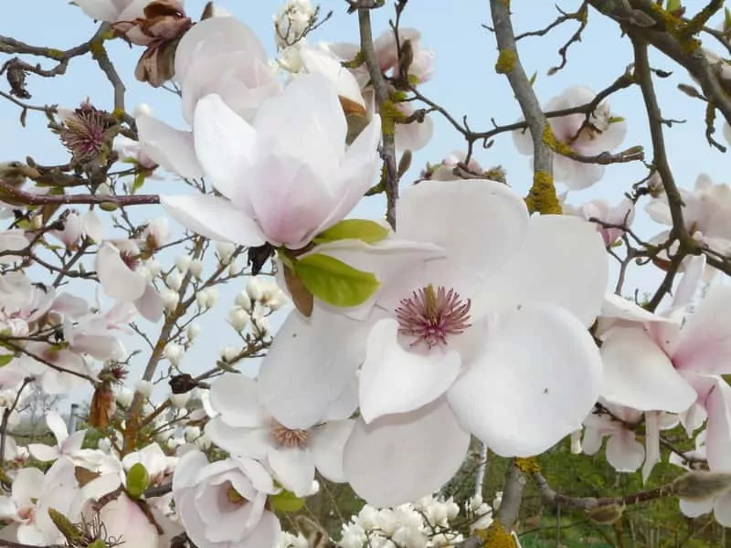 Efektowne kwiaty krzewu rozkwitają wczesną wiosną, nadając ogrodowi bajkowy wygląd Białe kwiaty magnolii, czyli odmiany, warunki uprawy, stanowisko, wymagania, sadzenie, pielęgnacja oraz choroby i szkodniki