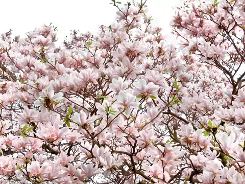 Magnolia pośrednia: odmiany i uprawa