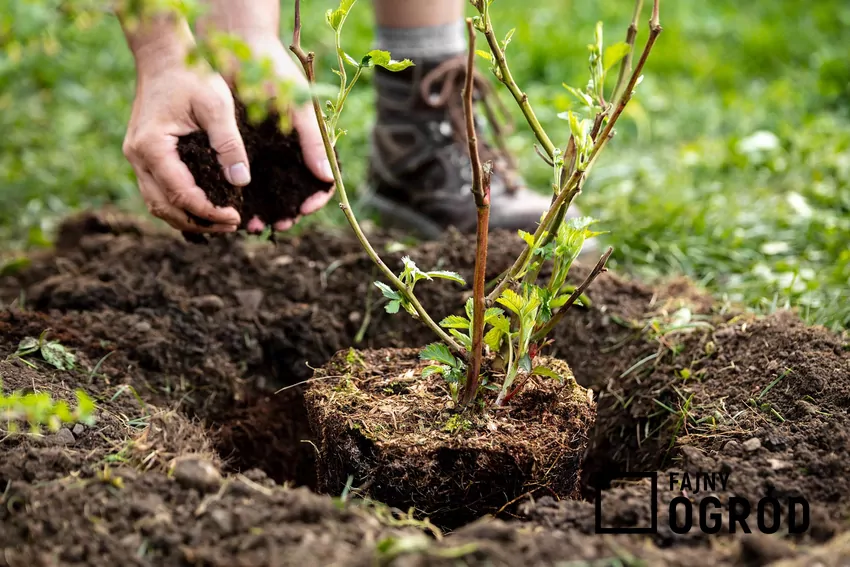 Sadzenie z bryłą korzeniową jest możliwe wiosną i jesienią Sadzonki kupowane w pojemnikach można sadzić praktycznie przez cały rok