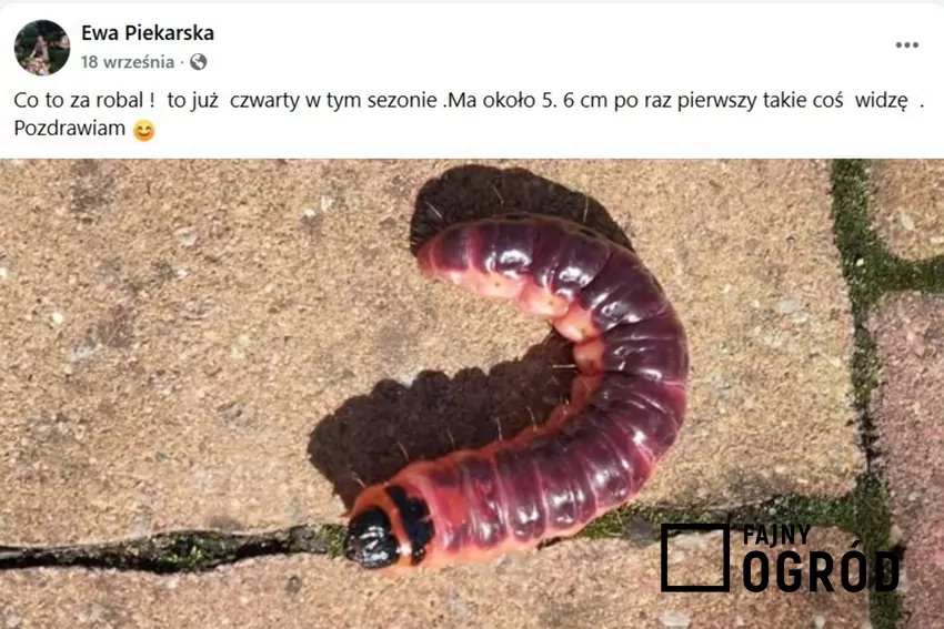 Post z grupy na Facebooku "Fajny Ogród - grupa dyskusyjna", fot. Facebook Post o trociniarce na FB