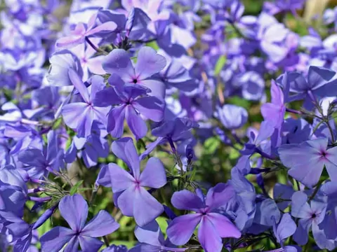 Floks kanadyjski: odmiany i pielęgnacja