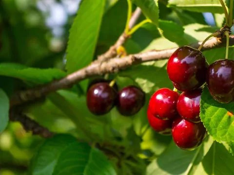 Czereśnia kolumnowa: odmiany i uprawa
