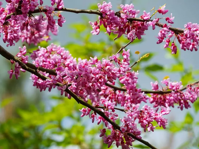 Judaszowiec - sadzenie i pielęgnacja