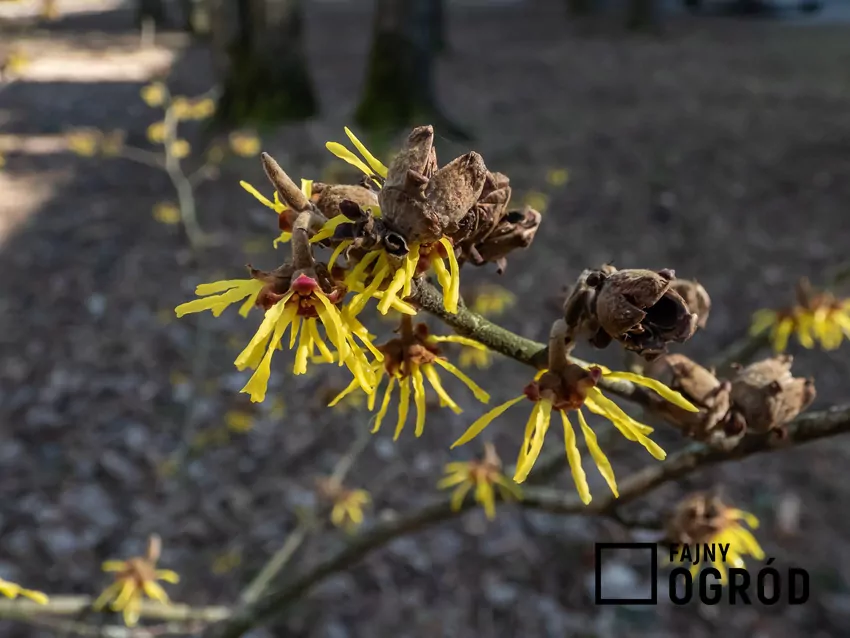Kwiaty, które pojawiają się, gdy ogród spowity jest śniegiem Kwiat oczaru pośredniego - ciekawostki, ważne informacje, warunki uprawy, stanowisko, wymagania, pielęgnacja oraz choroby i szkodniki - porady