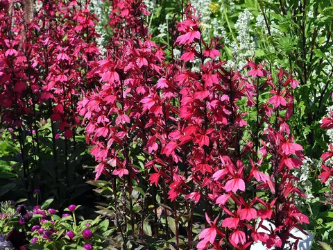 Lobelia szkarłatna - uprawa i pielęgnacja