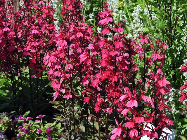 Lobelia szkarłatna - uprawa i pielęgnacja