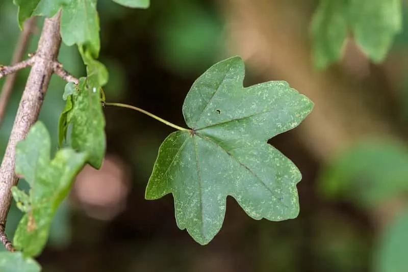 Klon polny (Acer campestre) - odmiany, sadzenie, uprawa, pielęgnacja, zastosowanie na żywopłot Listek klonu polnego Acer campestre, a także klon polny krok po kroku, sadzenie, stanowisko, uprawa i pielęgnacja