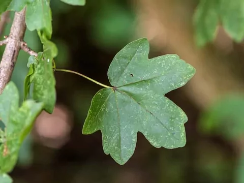 Klon polny: odmiany, uprawa, zastosowanie