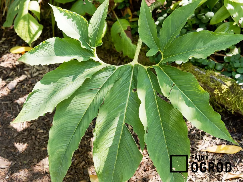 Pałczycha wytwarza kwiatostan przed rozwojem liścia