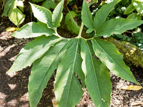 Pałczycha kroplista w ogrodzie