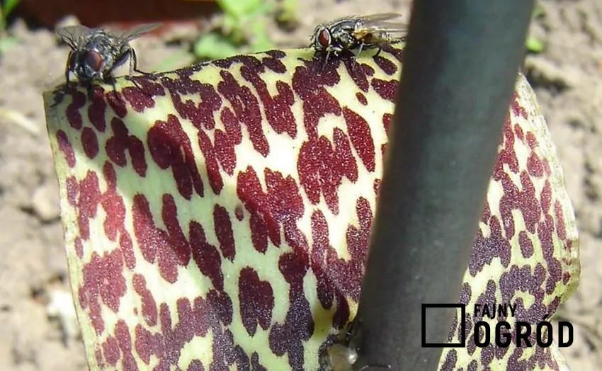 Zwabione muchy zsuwają się po gładkiej powierzchni spathy do wnętrza komory, gdzie zapylają kwiaty przyniesionym pyłkiem
