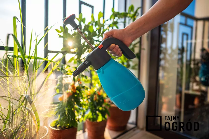 Drożdże to naturalny sposób na wzmocnienie roślin i obfitsze kwitnienie Oprysk z drożdży