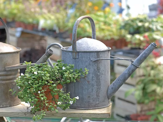 Podlewanie roślin drożdżami