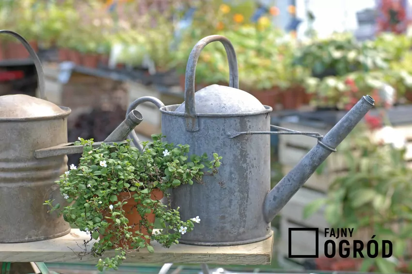 Nie każda roślina dobrze znosi podlewanie roztworem drożdżowym Podlewanie drożdżami w ogrodzie