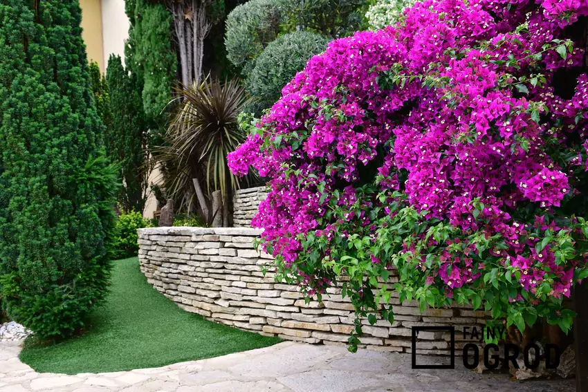 Bugenwilla to roślina wymagająca słońca i odpowiedniego zimowania w domu Krzew buenwilli w ogrodzie