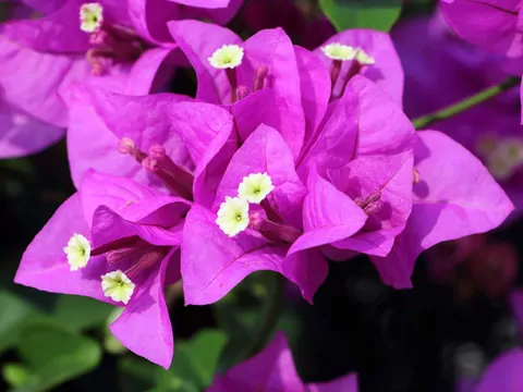 Bugenwilla do ogrodu i na balkon
