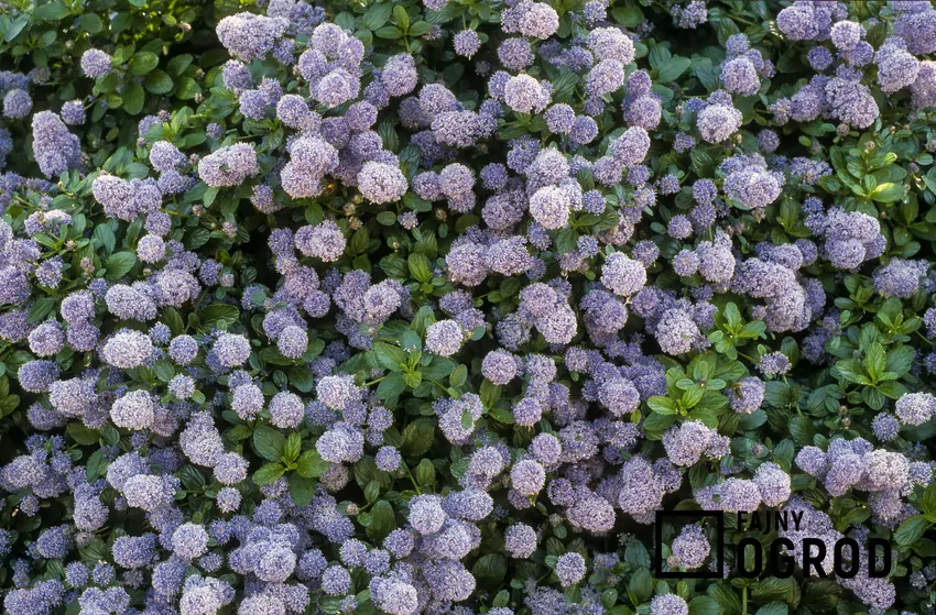 Prusznik niebieski potrzebuje słońca i lekkiej, przepuszczalnej gleby by bujnie kwitł Prusznik o niebieskich kwiatach