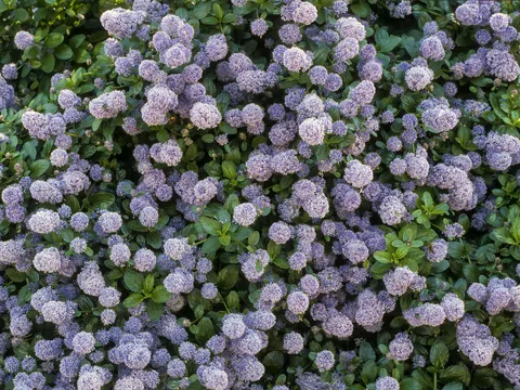 Bez kalifornijski, czyli prusznik niebieski w ogrodzie