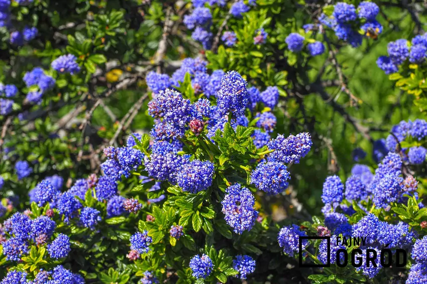 Roślina prusznik źle znosi mróz dlatego warto uprawiać ją w donicy lub w osłoniętym miejscu Niebieskie kwiaty prusznika w ogrodzie