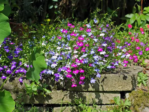 Lobelia zwisająca - uprawa i pielęgnacja