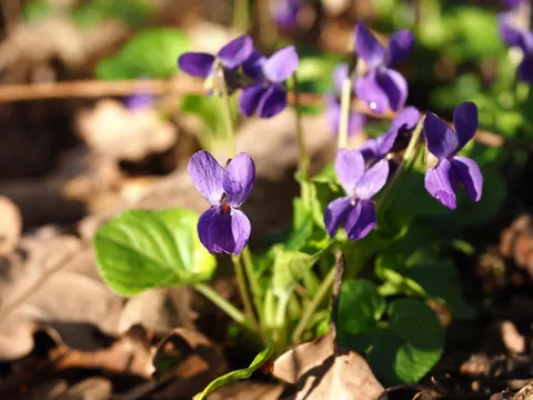 Fiołek leśny: uprawa i pielęgnacja