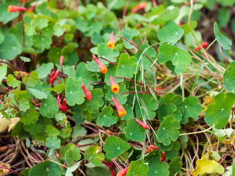 Nasturcja bulwiasta - uprawa i zastosowanie