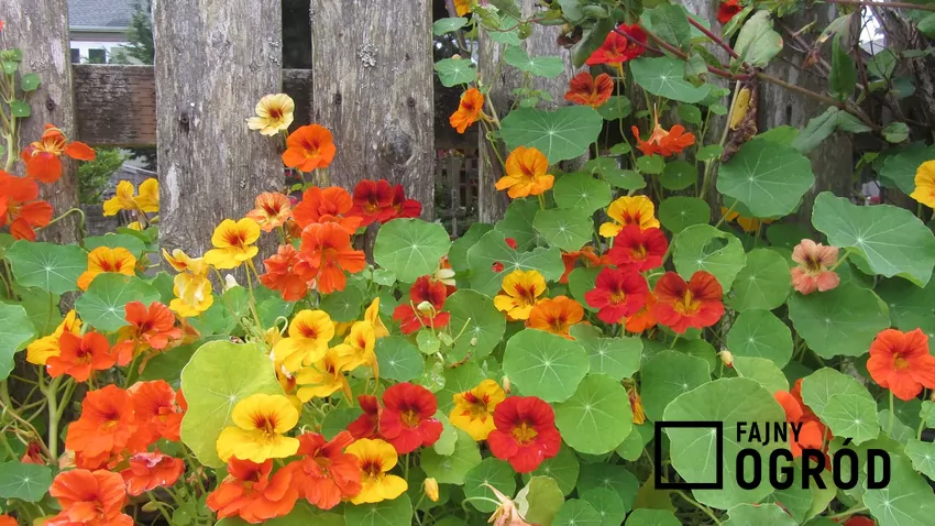 Pnące łodygi tworzą dekoracyjne warkocze, które pięknie prezentują się przy ogrodzeniach i pergolach Nasturcja bulwiasta przy płocie ładnie się prezentuje. Można ją uprawiać codziennie, ma bardzo szerokie zastosowanie.