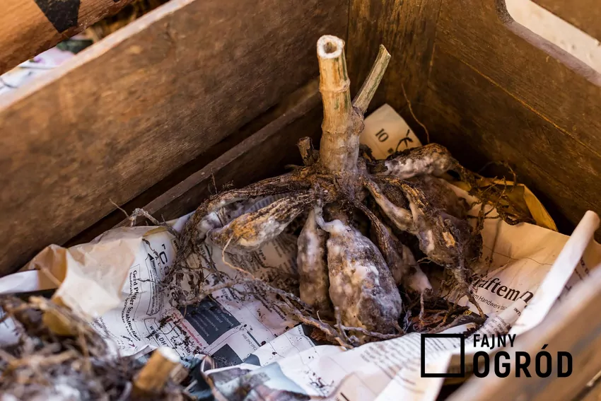 Nadmiar wilgoci w miejscu zimowania dalii prowadzi do pleśni i zgnilizny bulw