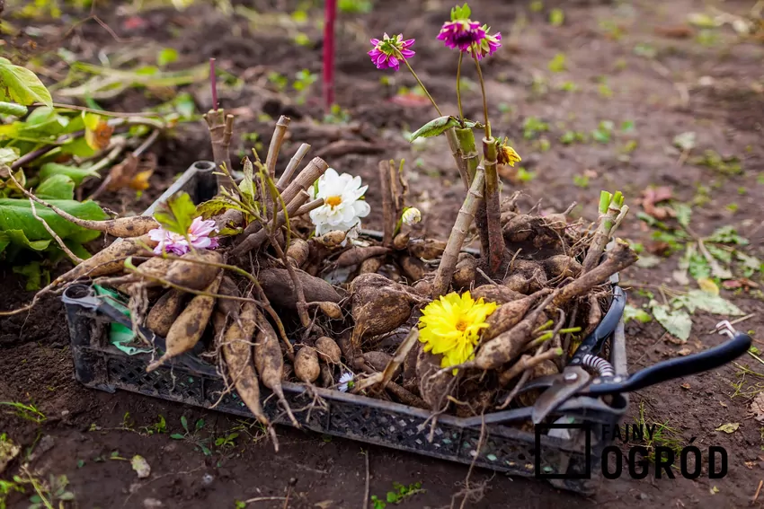 Po pierwszym przymrozku bulwy dalii należy wykopać z ziemi i przygotować do zimowania